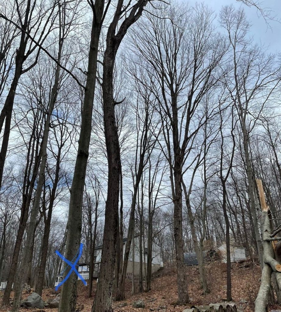 A forest with trees without leaves and a blue cross on a tree.