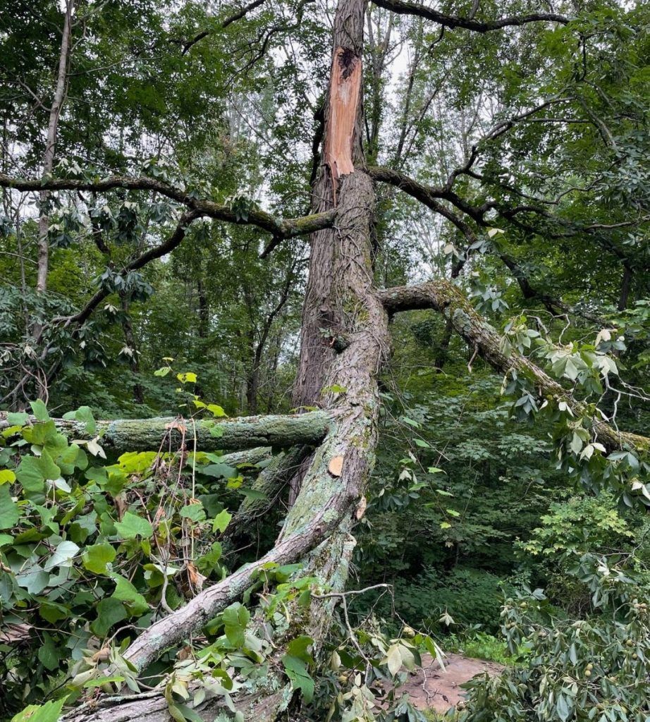 A fallen tree in the middle of a forest.