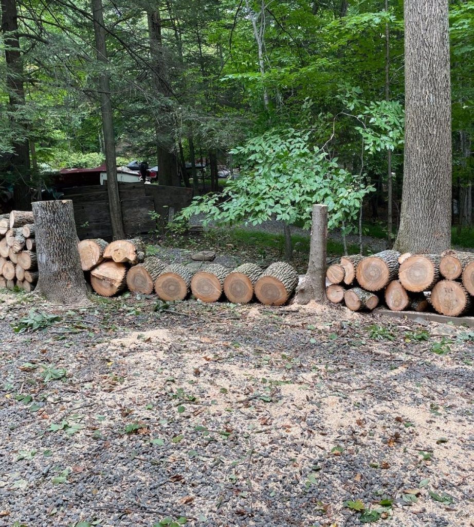A pile of logs is sitting in the middle of a forest.