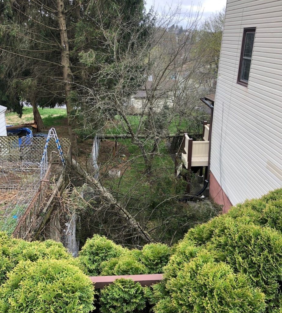 A tree has fallen on the side of a house.
