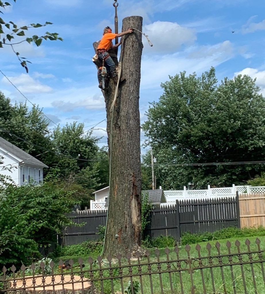 A man is climbing up the side of a tree.