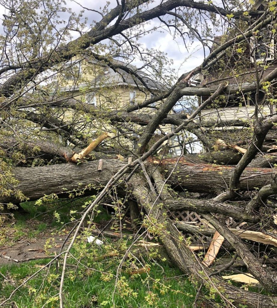 A pile of fallen trees in a field with a house in the background.