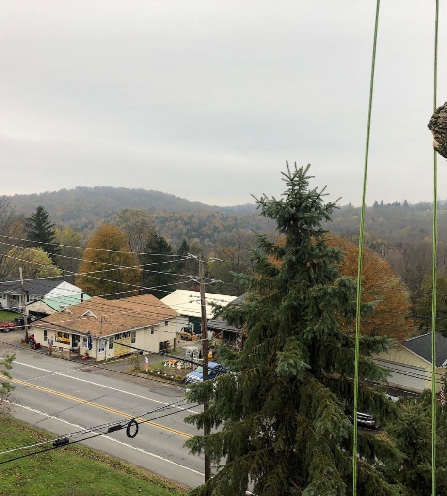 A person is climbing a tree in a small town.