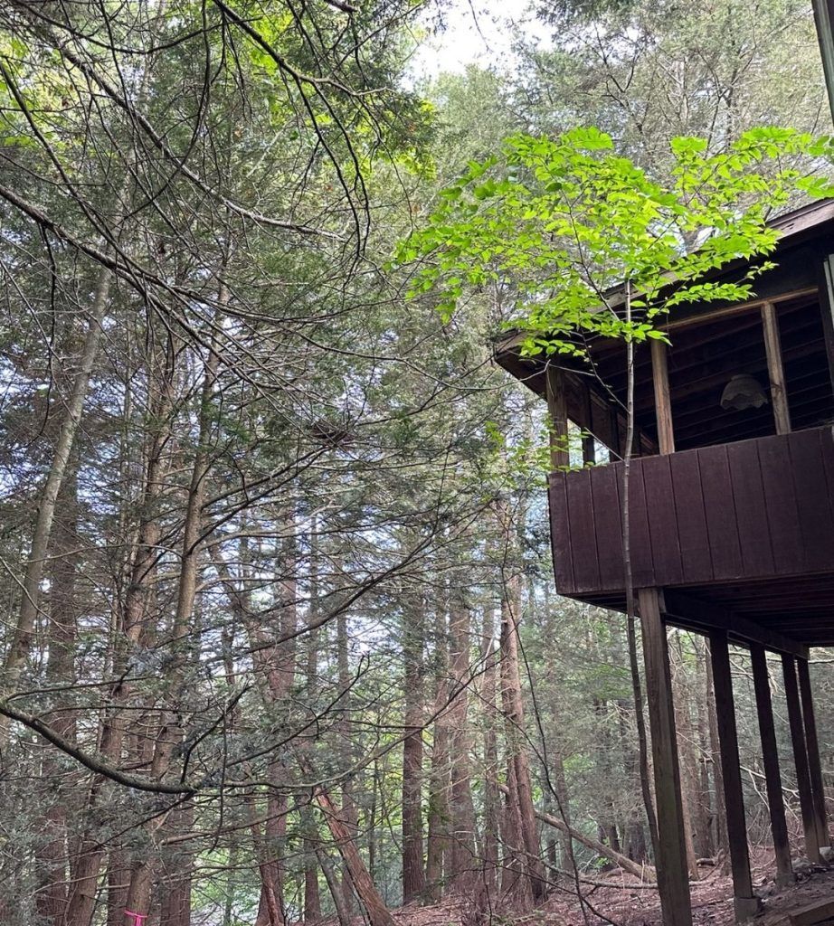 A small cabin in the middle of a forest surrounded by trees.