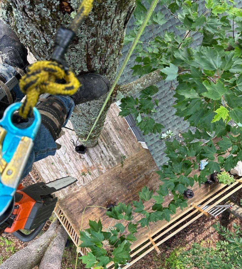 A person is cutting a tree with a chainsaw.
