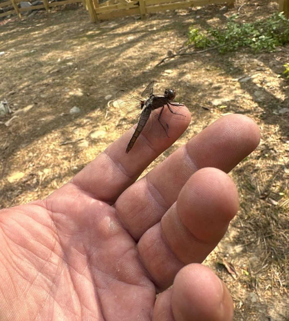 A person is holding a dragonfly on their finger
