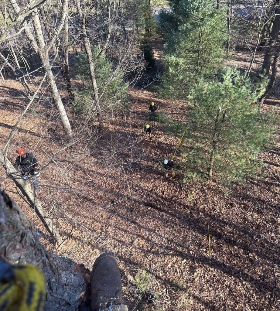 A person is climbing a tree in the woods.