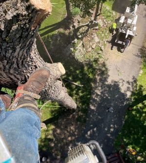 A person is cutting a tree with a chainsaw.