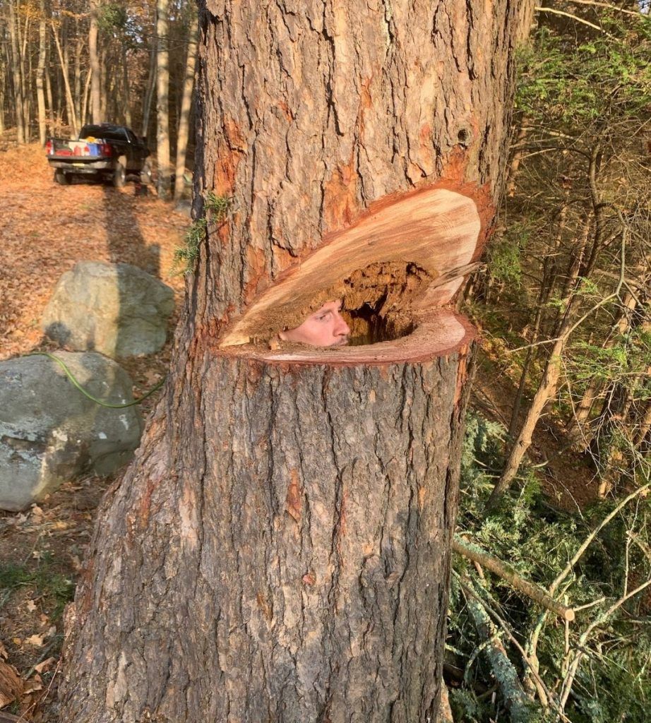 A tree trunk with a hole in it in the middle of the woods.