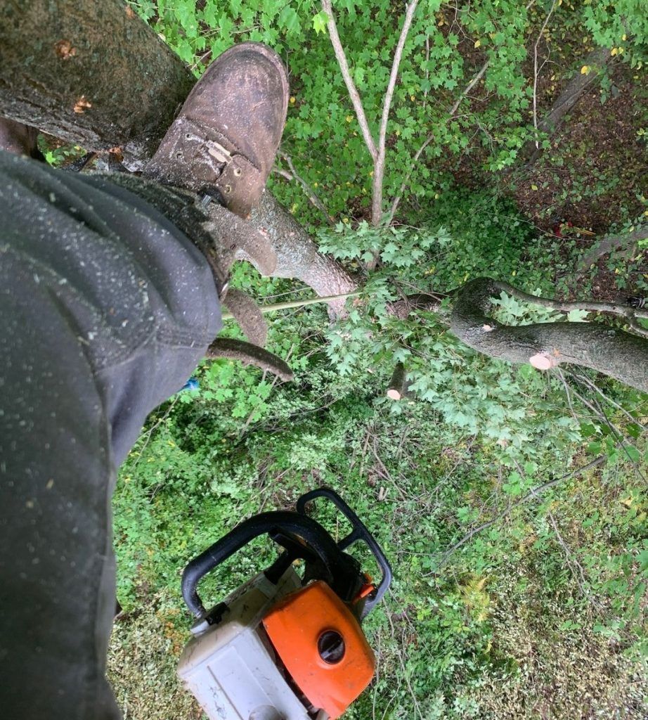 A person is cutting a tree branch with a chainsaw.