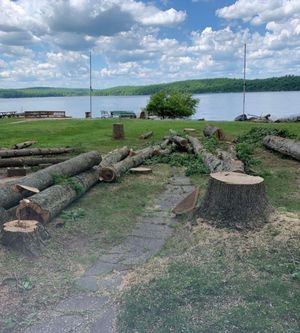 A lot of logs are laying on the ground near a lake.