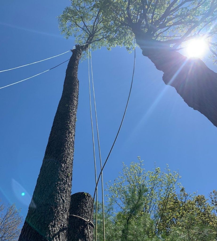 A tree with a rope attached to it against a blue sky