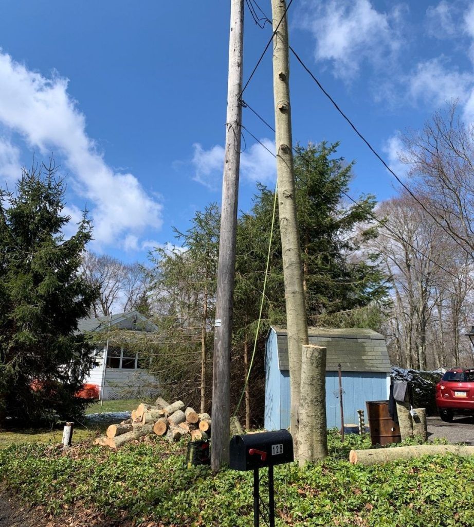 A mailbox is sitting in front of a tree that has been cut down.