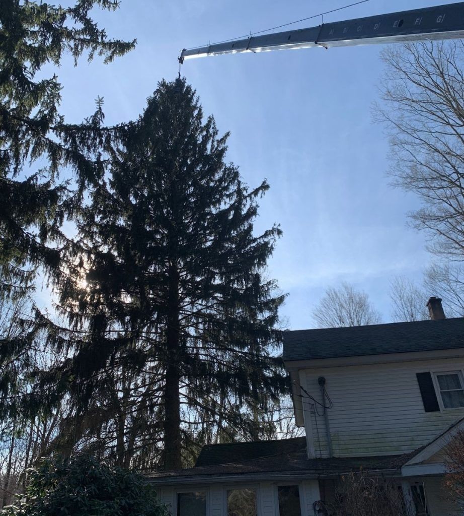 A crane is lifting a tree in front of a house