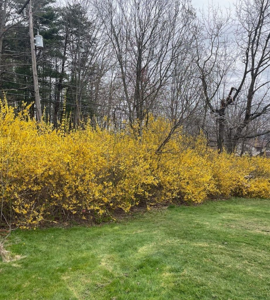 A bush with yellow flowers is growing in the middle of a lush green field.
