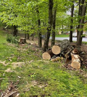 A pile of logs sitting on top of a lush green field.