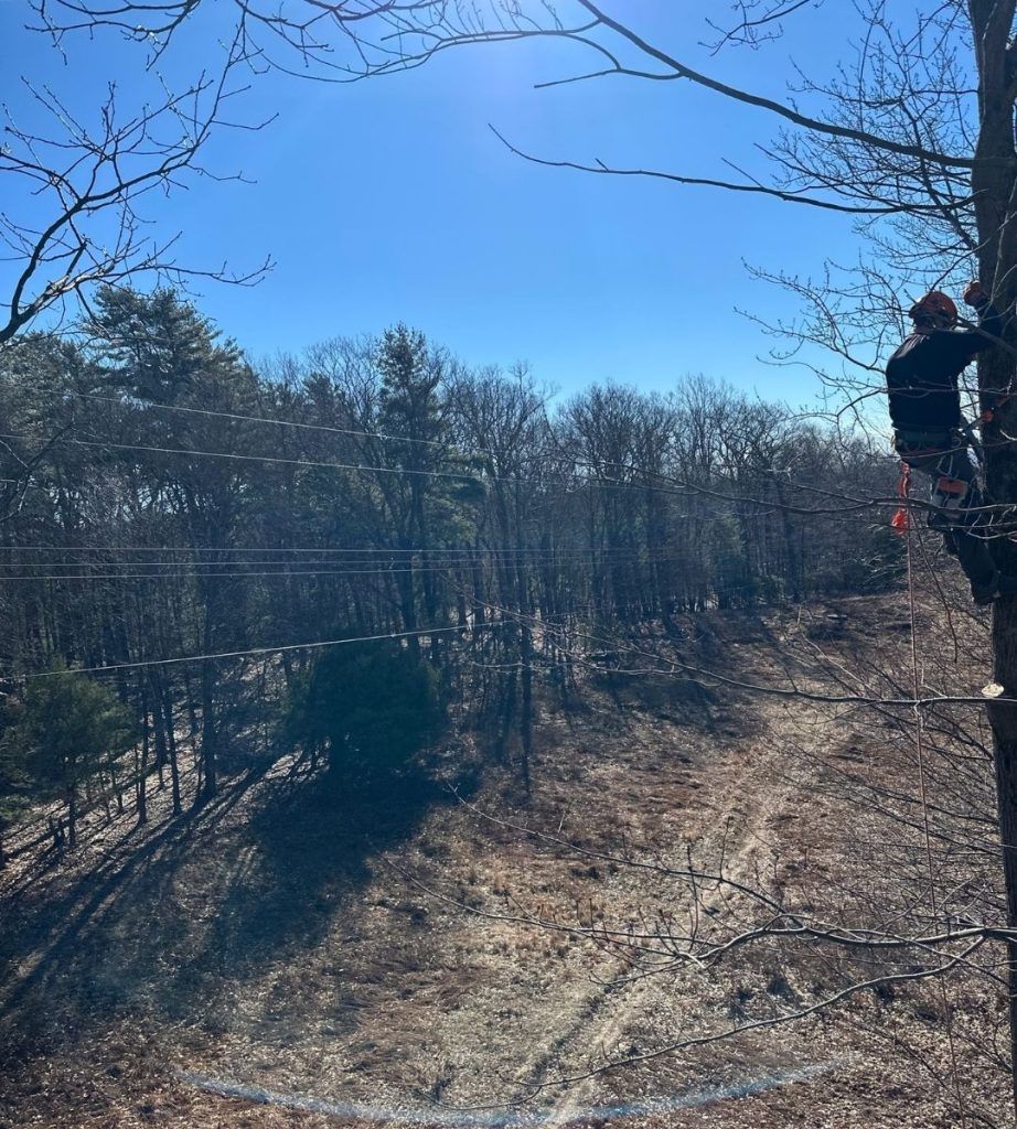 A man is climbing a tree in the woods on a sunny day.