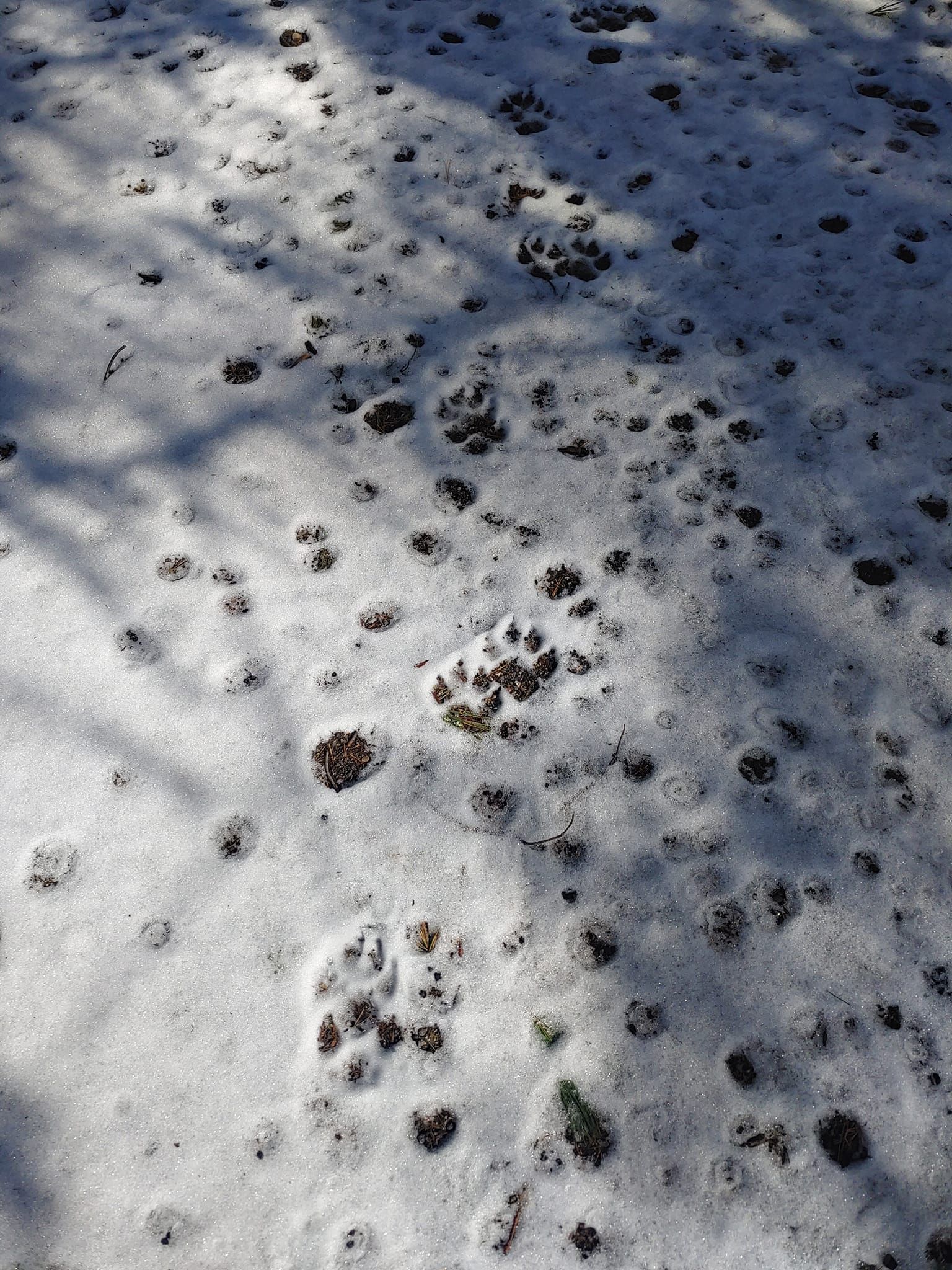 A bunch of paw prints in the snow on the ground