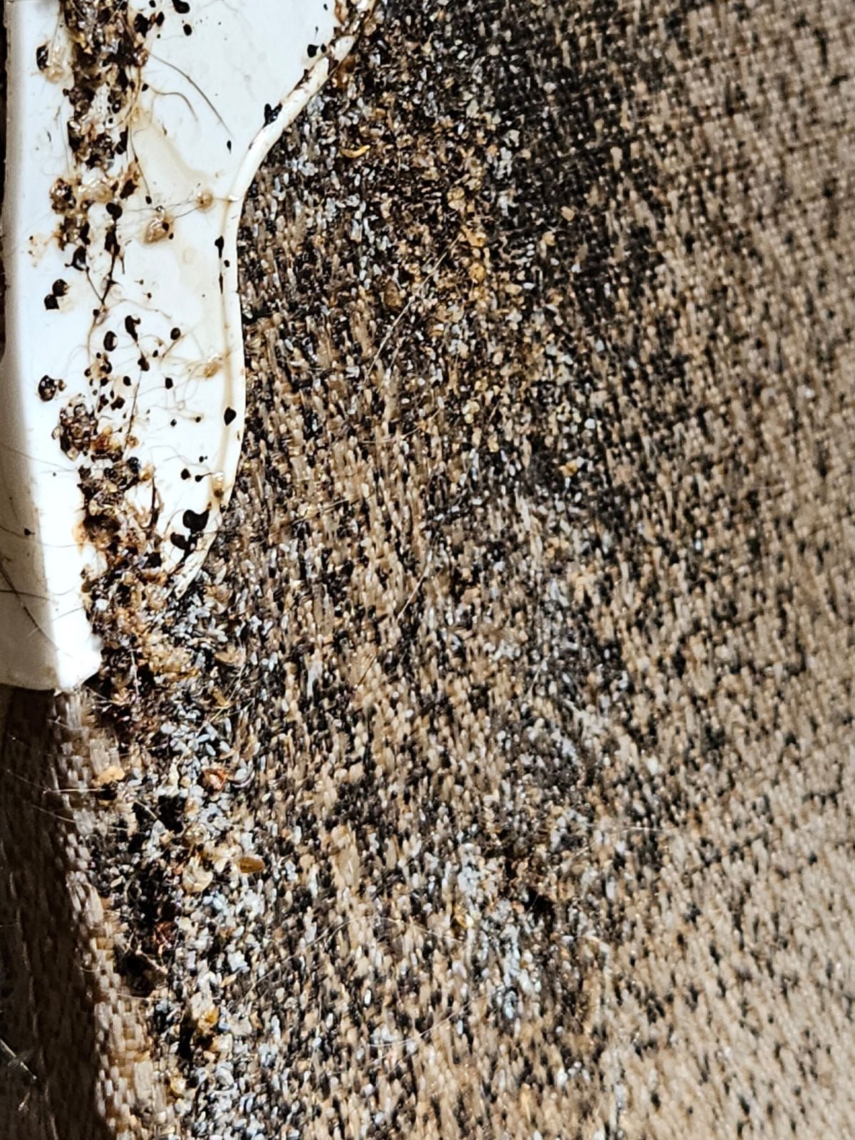 A close up of a dirty carpet with a spoon on it.
