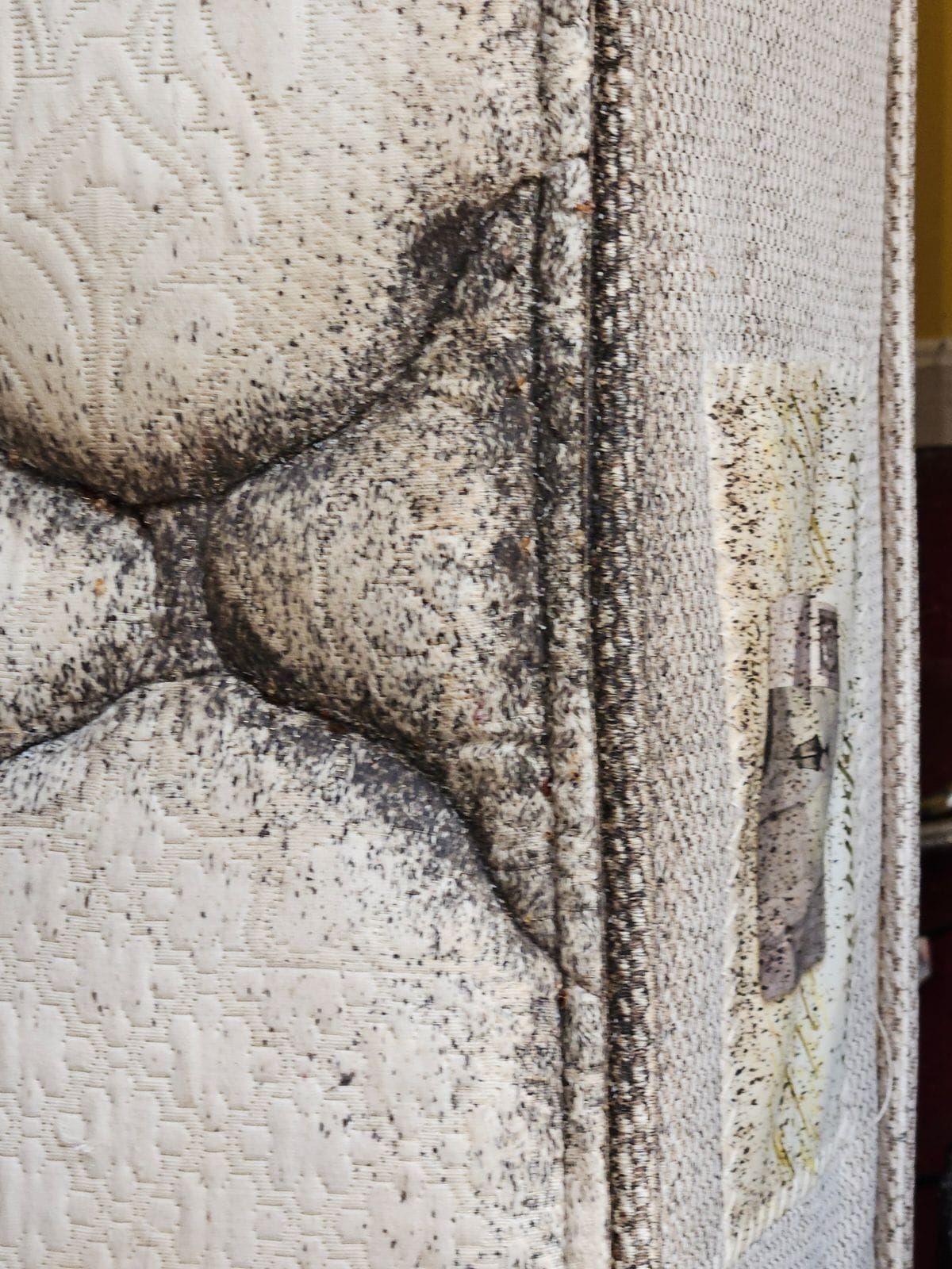 A close up of a mattress with a lot of bugs on it.