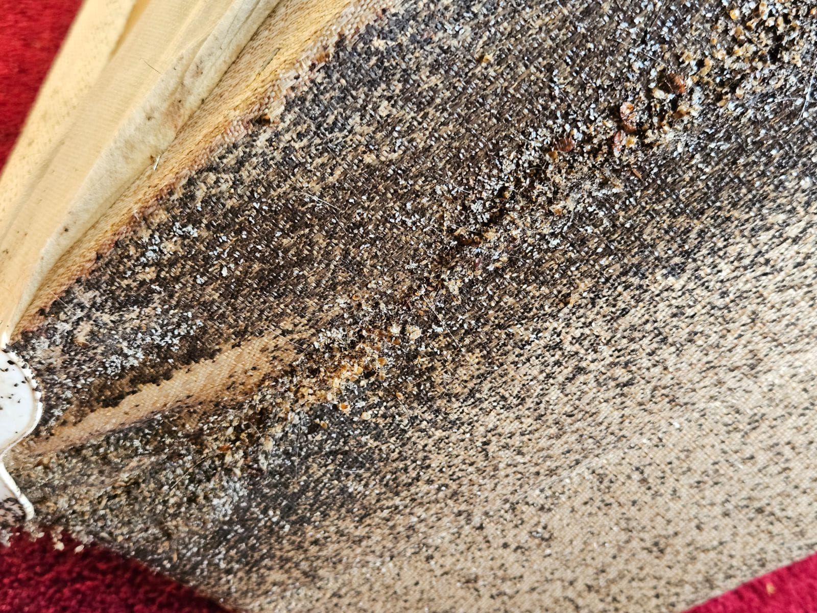 A close up of a piece of wood with a lot of small stones on it.