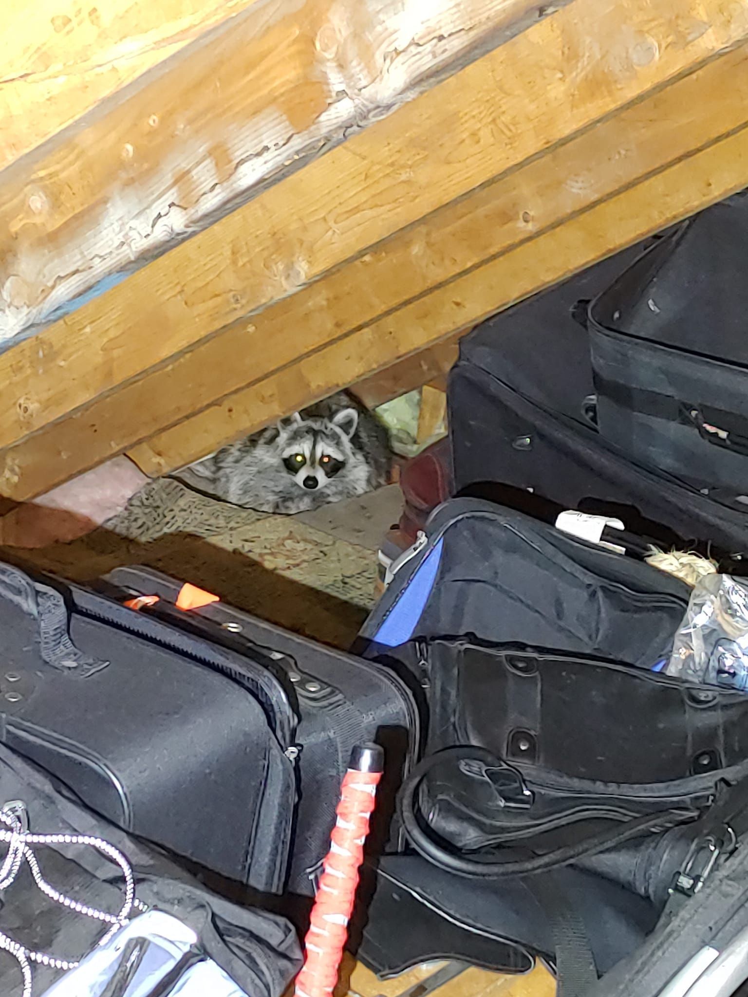 A raccoon is hiding under a pile of luggage.