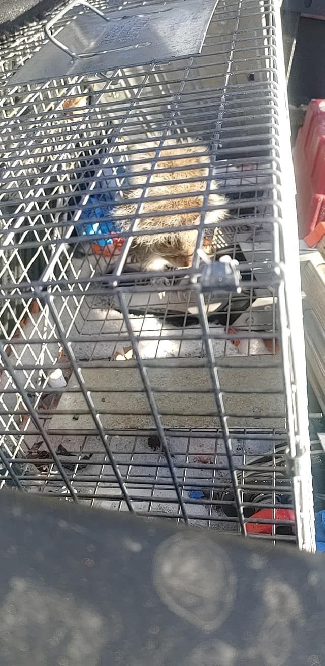 A cat is sitting in a wire cage.