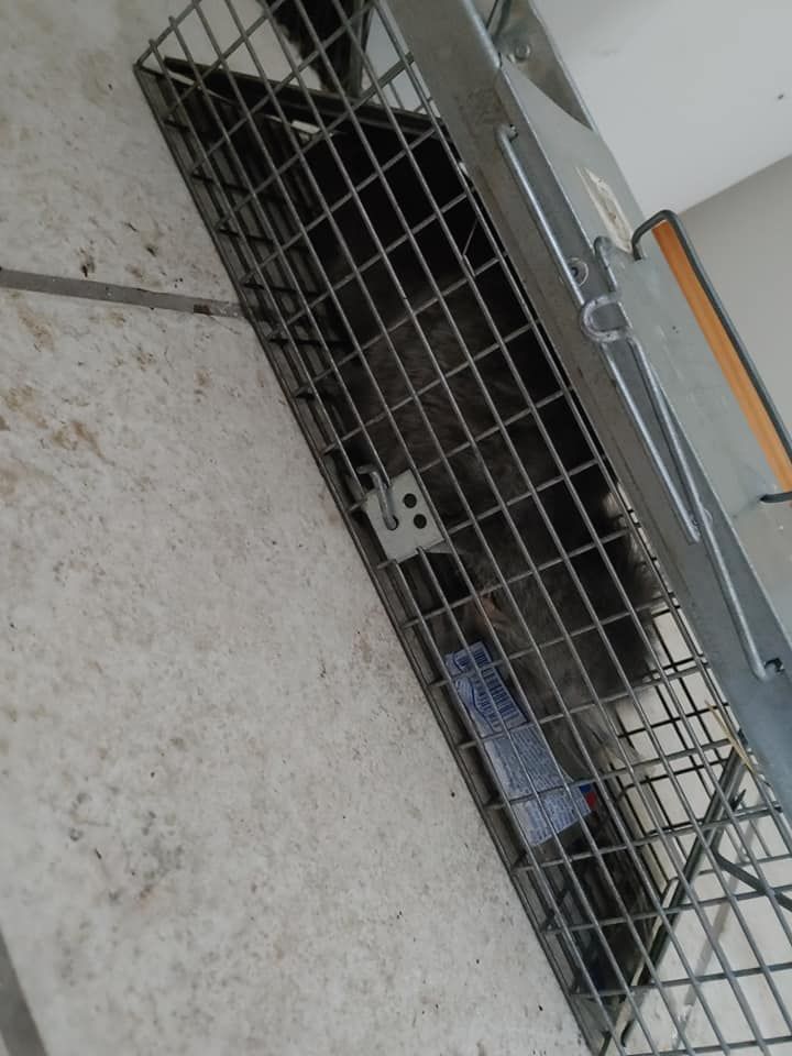 A cat is sitting in a metal cage on a white surface