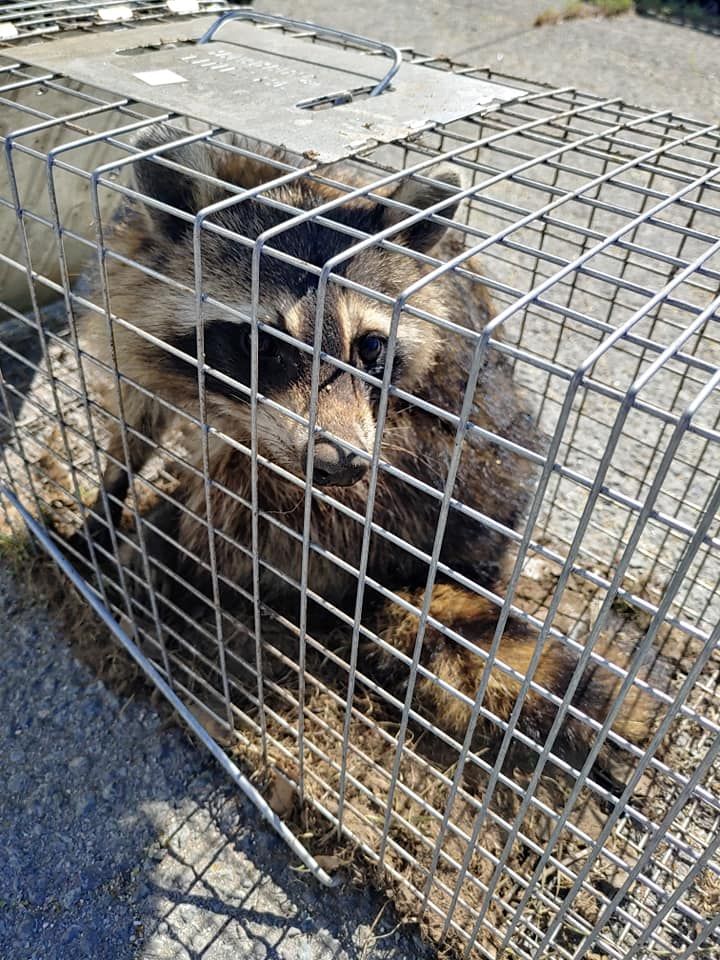 A raccoon is laying in a wire cage.