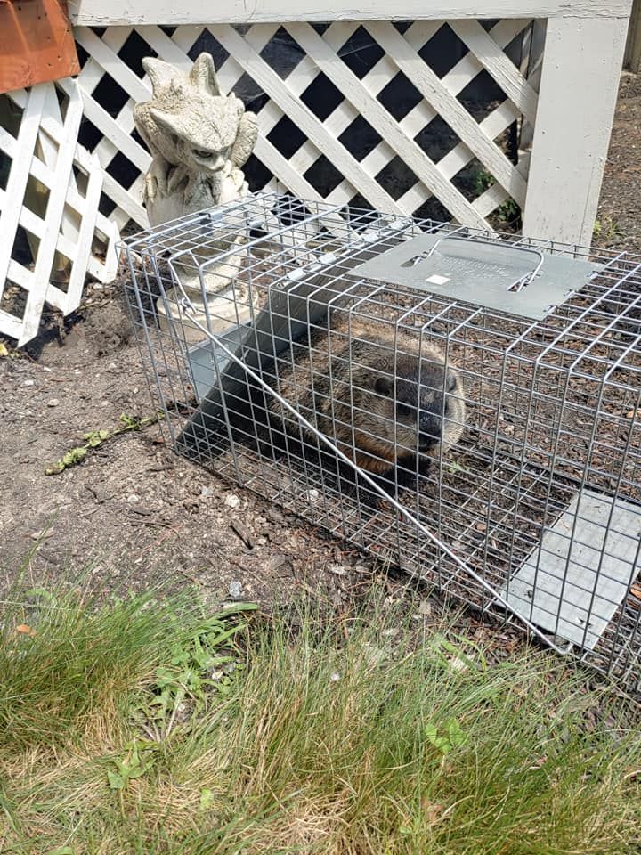 A rabbit is sitting in a cage in the grass.
