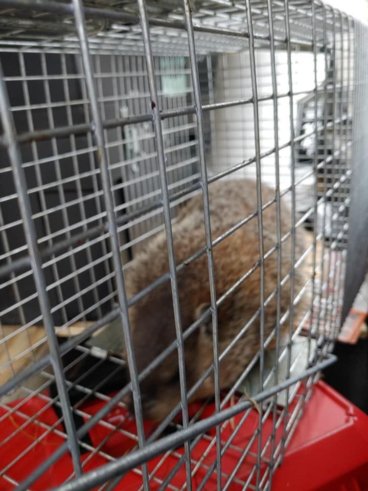 A small animal in a cage with a red tray