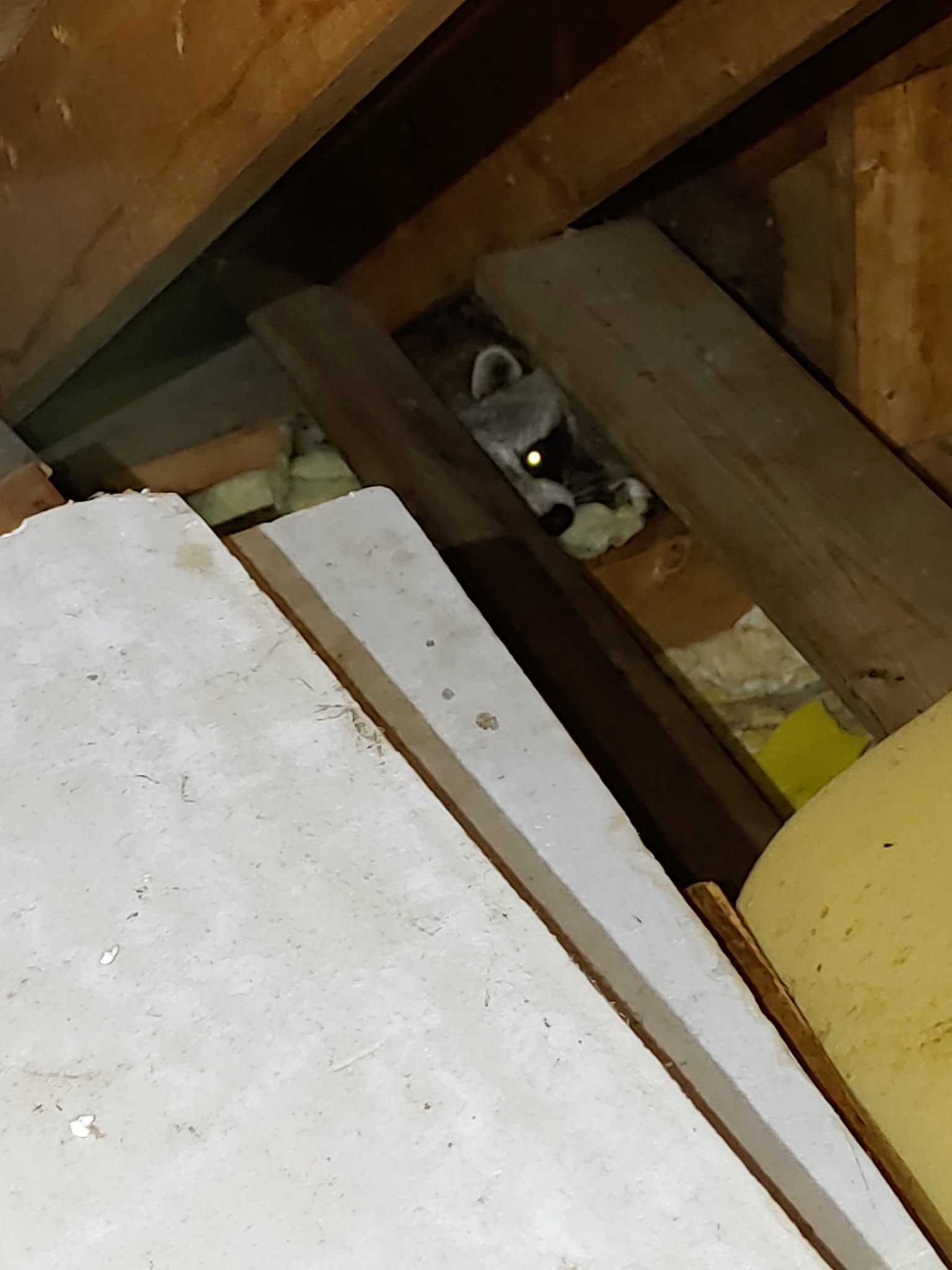 A cat is looking out of a hole in the ceiling