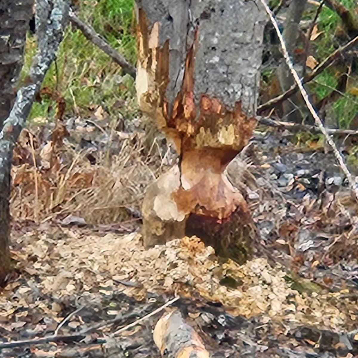 A tree that has been eaten by a beaver