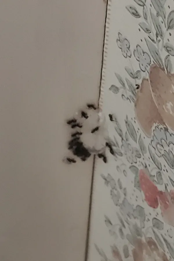 A close up of a piece of paper with a floral pattern on it.