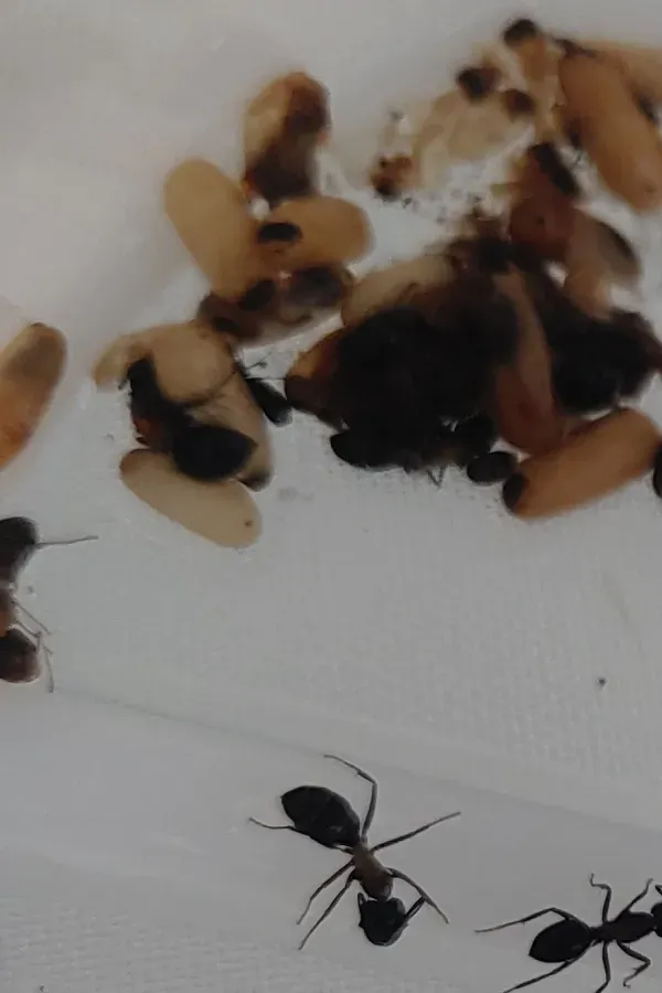 A group of ants are crawling on a white surface