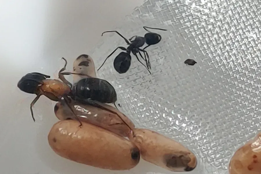A group of ants are sitting on top of each other on a white surface.