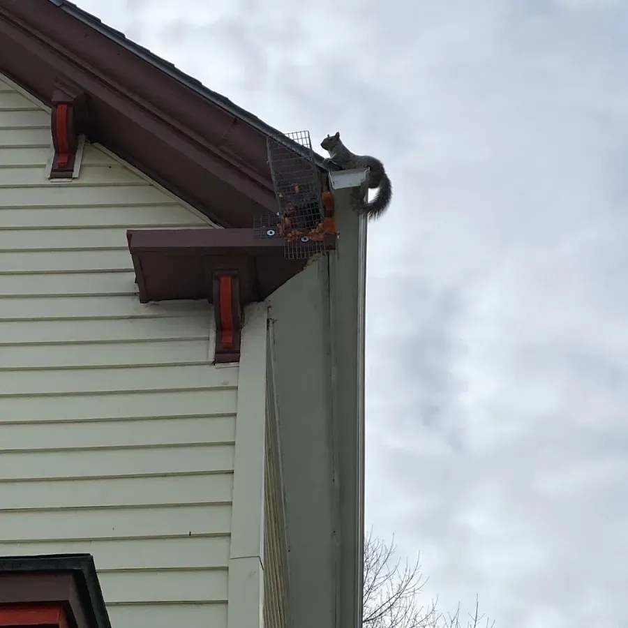 A cat is sitting on the roof of a house