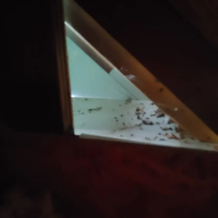 A corner of a room with a lot of leaves on the floor