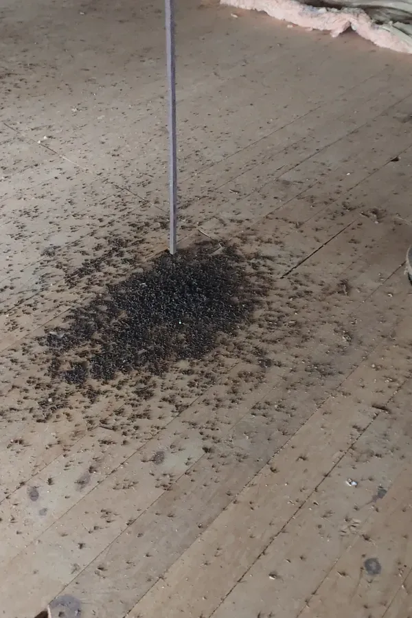 A wooden floor with a lot of ants on it.