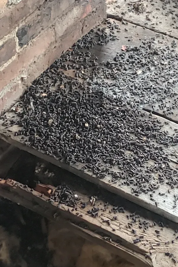 A bunch of ants are crawling on a wooden surface.
