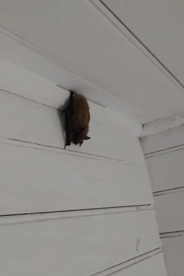 A bat is hanging upside down on a white wall.