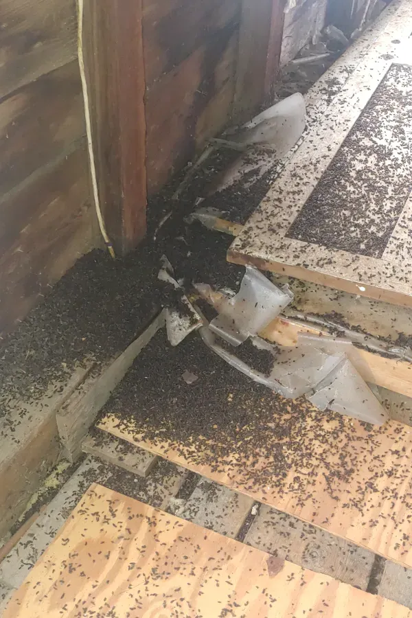 A wooden floor with a lot of bugs on it.