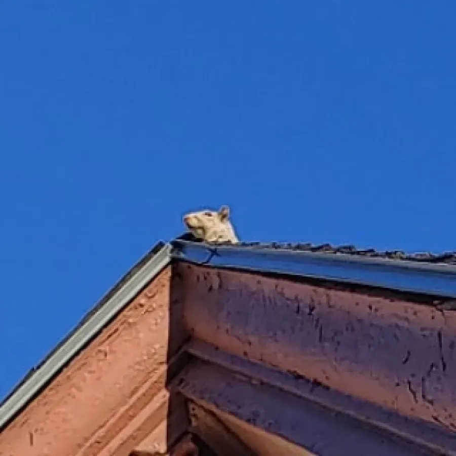 A cat is sitting on the roof of a building.