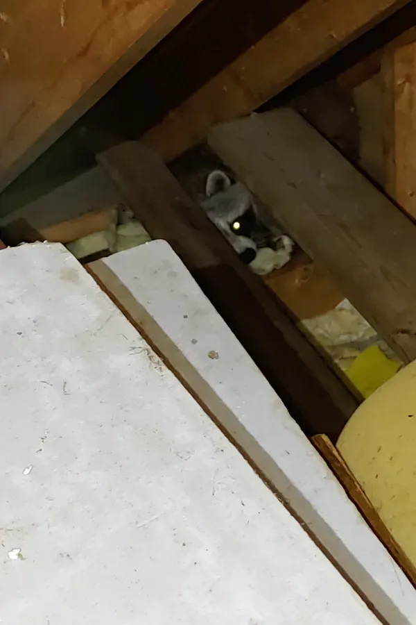 A raccoon is looking out of a hole in the ceiling