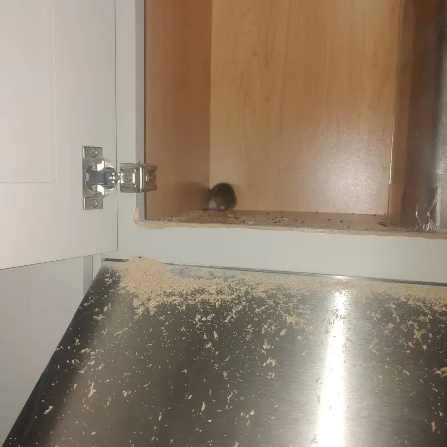 A mouse is sitting in a cabinet next to a stainless steel counter top.