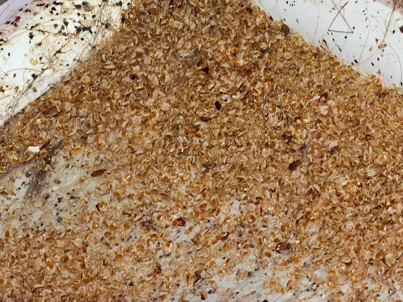 A close up of a piece of bread covered in crumbs on a plate.