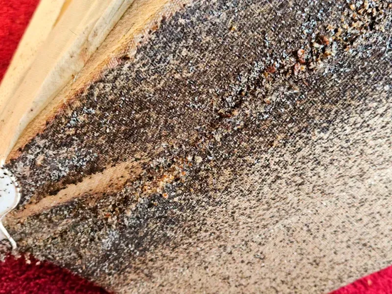 A close up of a piece of wood on a red surface.