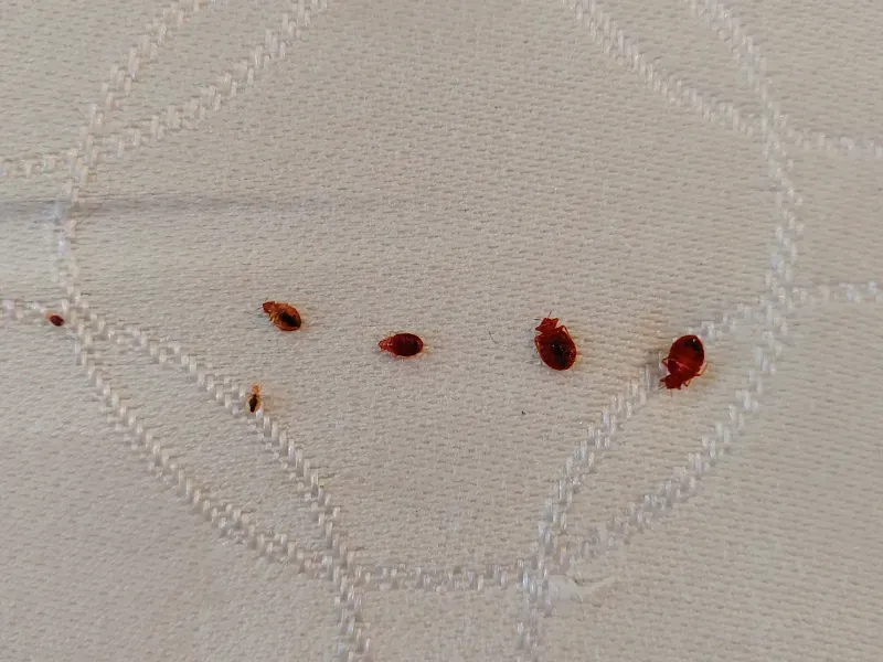 A close up of bed bugs on a white blanket on a bed.