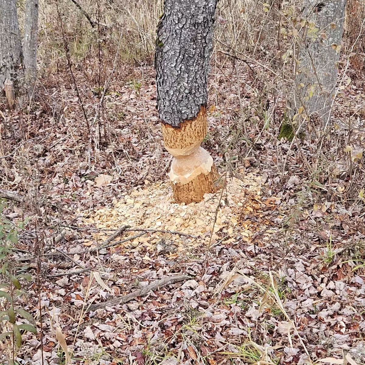 A tree that has been eaten by a beaver in the woods.