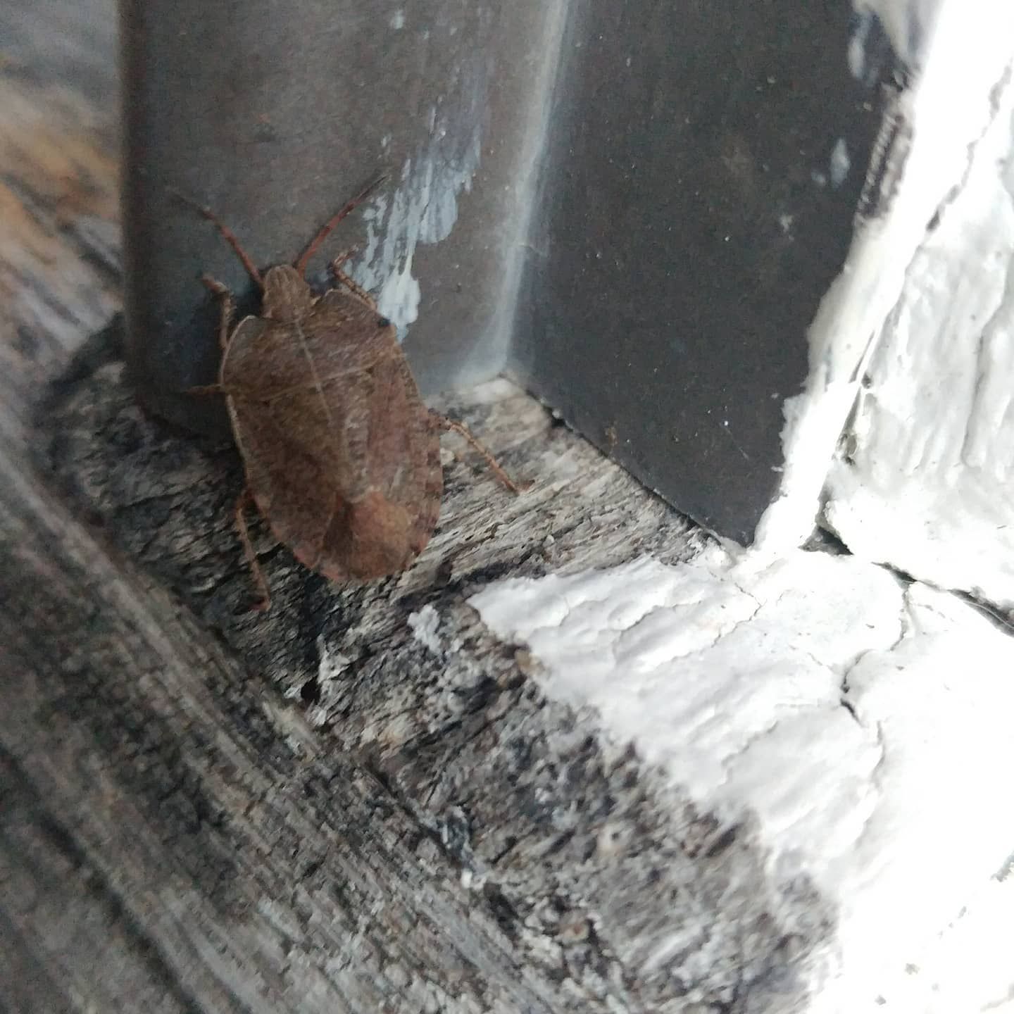 A bug is sitting on a piece of wood.